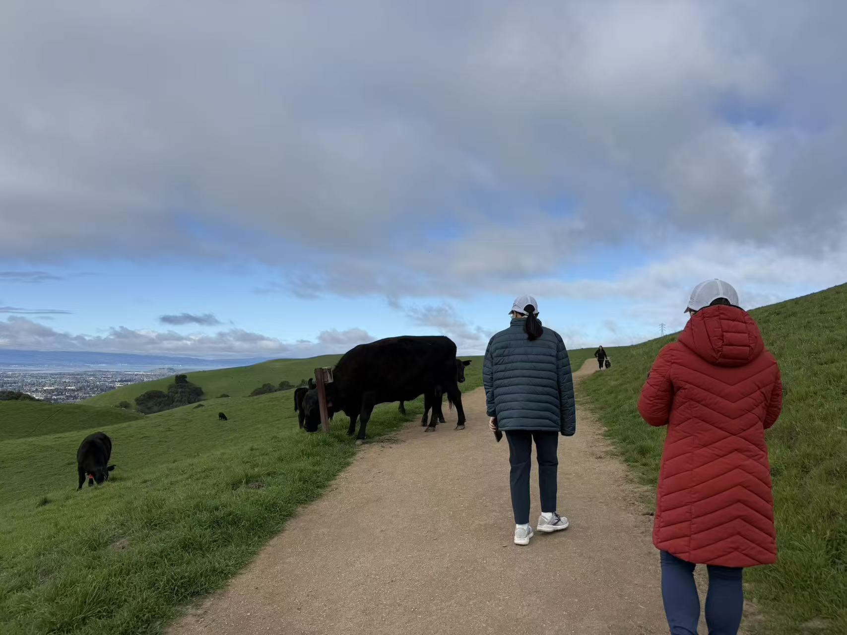 Happy Cows | 快乐的牛